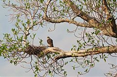 Aplomado Falcon